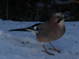 Nøtteskrike (Garrulus glandarius)