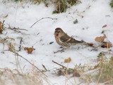 Gråsisik (Carduelis flammea)