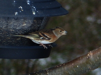 Bjørkefink (Fringilla montifringilla)