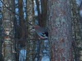 Nøtteskrike (Garrulus glandarius)