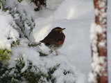 Rødvingetrost (Turdus iliacus)