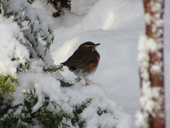 Redwing (Turdus iliacus)