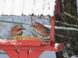 Nøtteskrike (Garrulus glandarius)