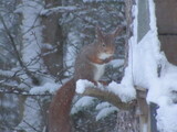 Ekorn (Sciurus vulgaris)