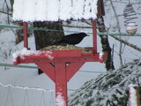 Svarttrost (Turdus merula)