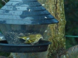 Grønnsisik (Carduelis spinus)