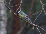 Kjøttmeis (Parus major)