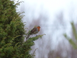 Rødstrupe (Erithacus rubecula)