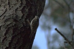 Eurasian Treecreeper (Certhia familiaris)