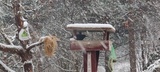 Svarttrost (Turdus merula)