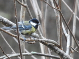 Kjøttmeis (Parus major)