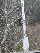 Eurasian Magpie (Pica pica)