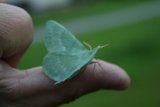 Kjempebladmåler (Geometra papilionaria)