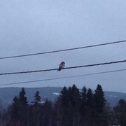 Northern Hawk Owl (Surnia ulula)