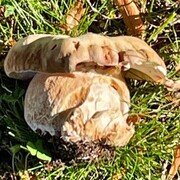 Steinsopp (Boletus edulis)