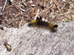 Heibørstespinner (Gynaephora fascelina)