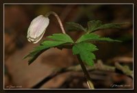 Hvitveis (Anemone nemorosa)