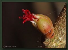 Hassel (Corylus avellana)