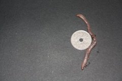 Blåmeitemark (Octolasion cyaneum)