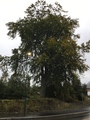 Bøk (Fagus sylvatica)