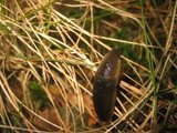 Lungesnegler (Pulmonata)