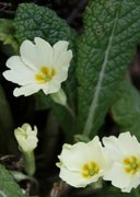 Kusymre (Primula vulgaris)