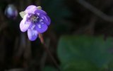 Blåveis (Hepatica nobilis)