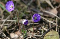 Blåveis (Hepatica nobilis)