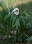 Hvitveis (Anemone nemorosa)