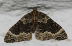 Small Phoenix (Ecliptopera silaceata)