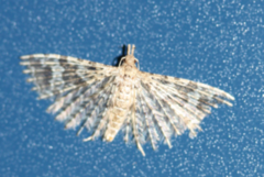 Many-plumed Moth (Alucita hexadactyla)