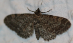 Vinkeldvergmåler (Eupithecia vulgata)