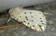 White Ermine (Spilosoma lubricipeda)