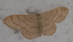 Vinkelengmåler (Idaea aversata)