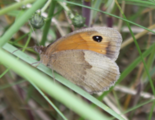 Engringvinge (Coenonympha pamphilus)