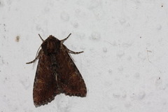 Kileengfly (Apamea crenata)