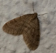 Winter Moth (Operophtera brumata)