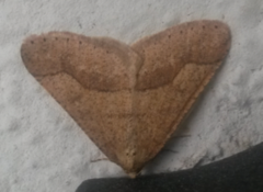 Dotted Border (Agriopis marginaria)
