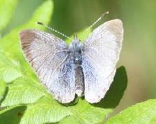 Holly Blue (Celastrina argiolus)