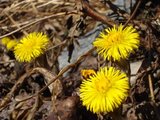 Hestehov (Tussilago farfara)