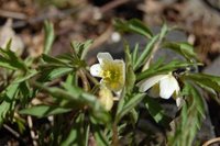 Hvitveis (Anemone nemorosa)