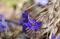 Blåveis (Hepatica nobilis)