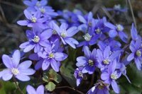 Blåveis (Hepatica nobilis)