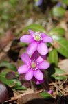 Blåveis (Hepatica nobilis)