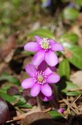 Blåveis (Hepatica nobilis)