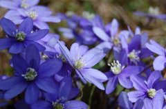 Blåveis (Hepatica nobilis)