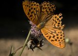 Keiserkåpe (Argynnis paphia)