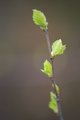 Bjørk (Betula pubescens)