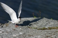 Common Tern (Sterna hirundo)