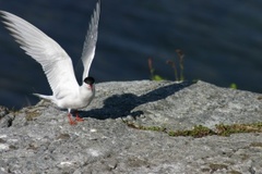 Common Tern (Sterna hirundo)